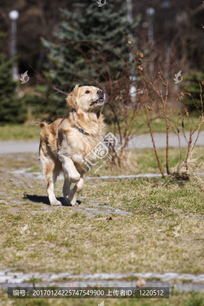 金毛獵犬