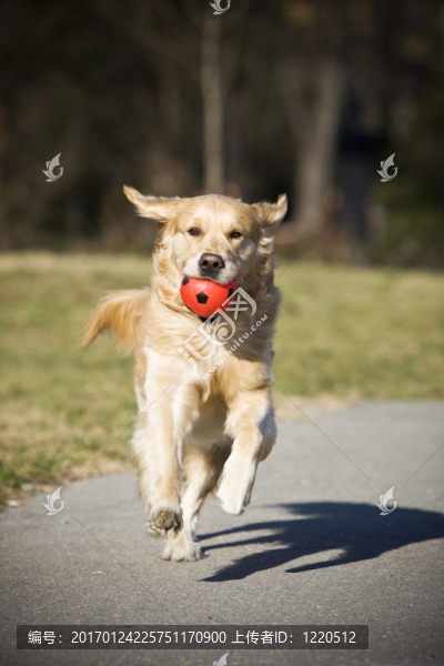 金毛獵犬