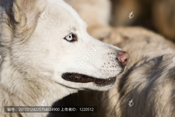 白色哈士奇