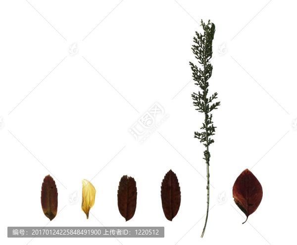 植物的葉子-匯圖網(wǎng) www.fosd68.com 植物的葉子