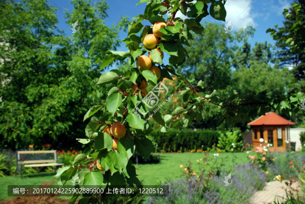 花園洋房的花園；杏和臺(tái)