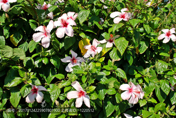 白芙蓉