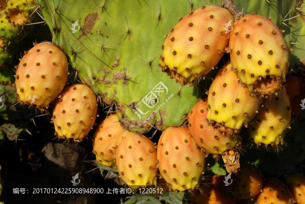 仙人掌屬植物