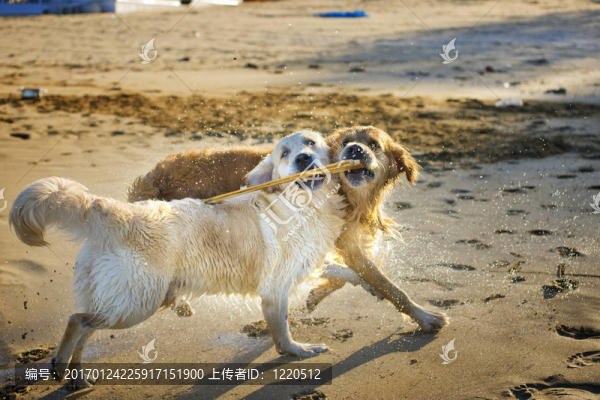 用棍子打兩黃金獵犬
