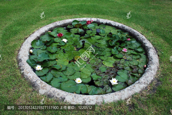 帶水荷花的花園池塘
