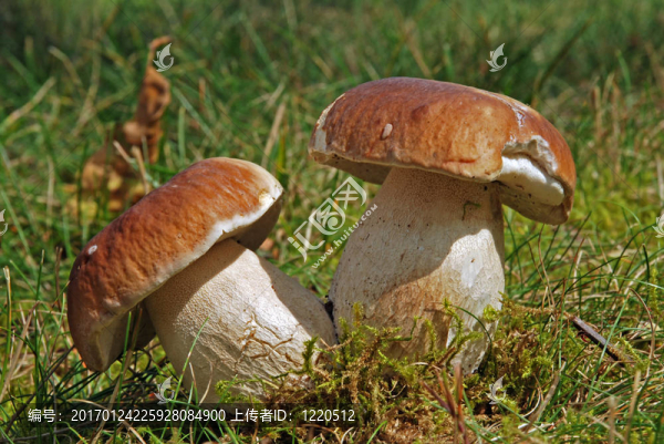 牛肝菌的雙胞胎