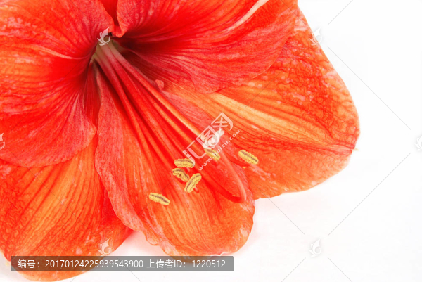 朱頂紅