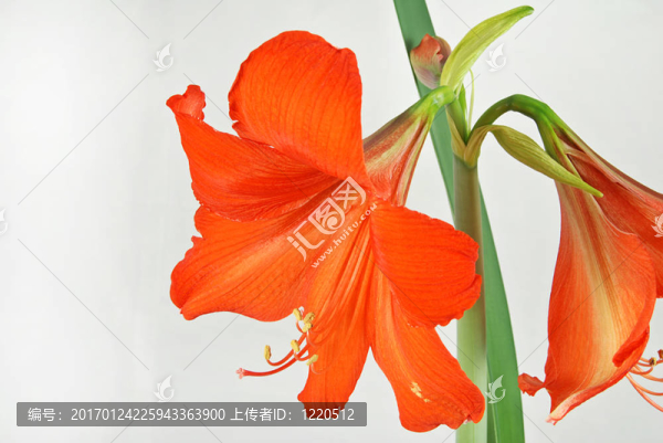 紅孤挺花