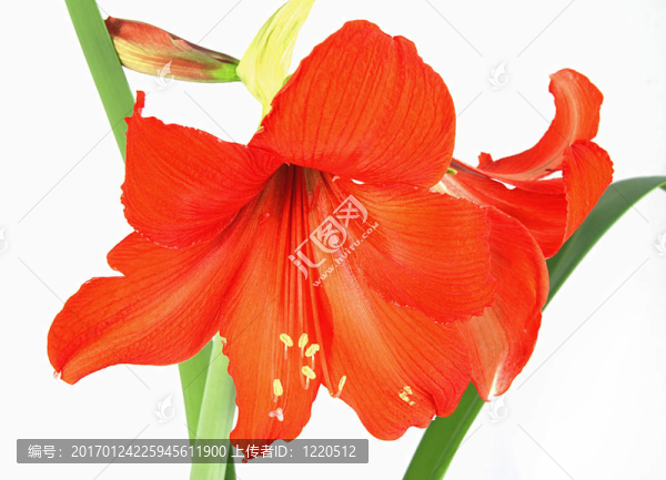 紅amarylis