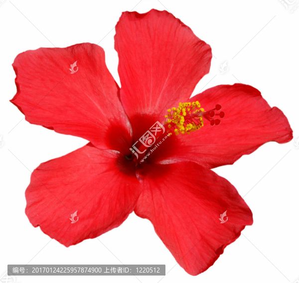 木槿花