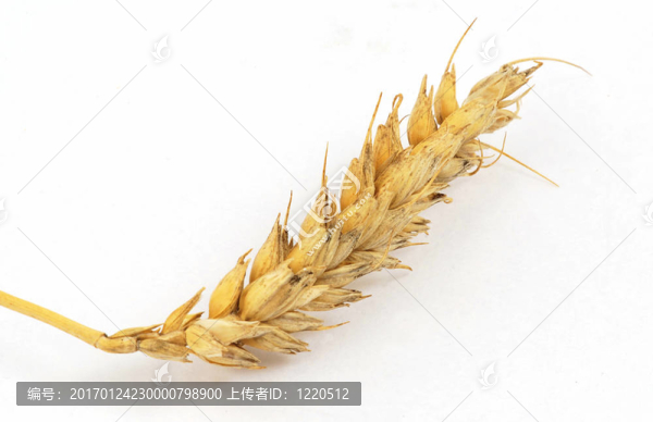 小麥穗