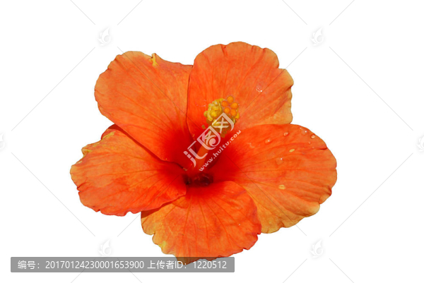 橙色的芙蓉