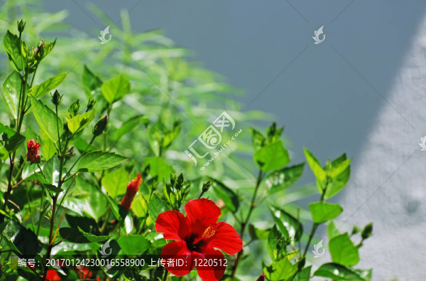 芙蓉和墻-匯圖網(wǎng) www.fosd68.com 芙蓉和墻