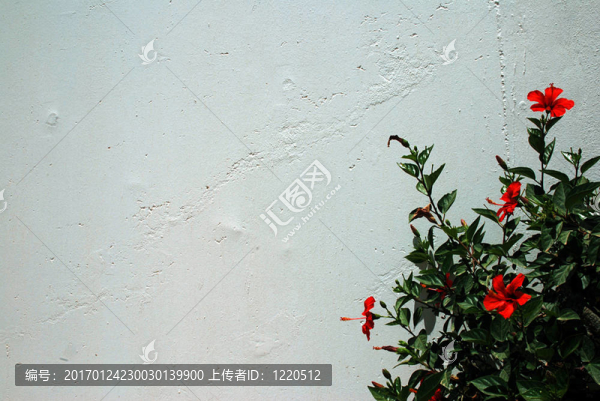芙蓉在白色的墻