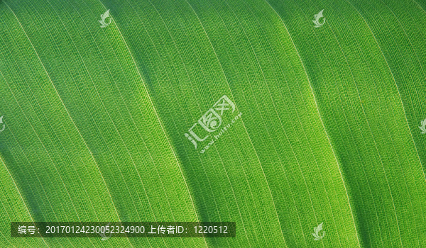 葉的細節(jié)