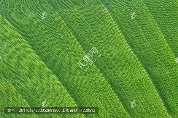 葉的細(xì)節(jié)