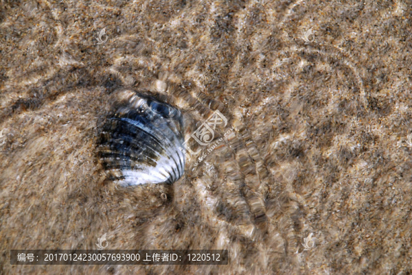 海貝殼