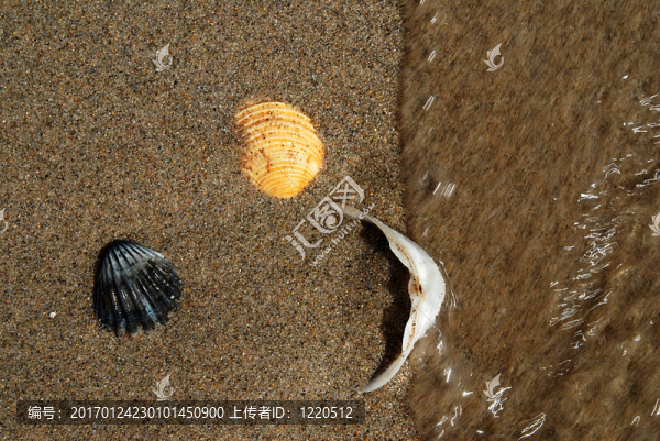 海中的三個(gè)貝殼