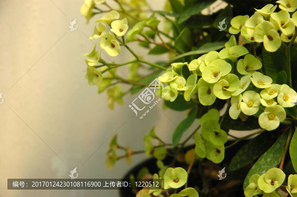 綠色的石斛-匯圖網(wǎng) www.fosd68.com 綠色的石斛