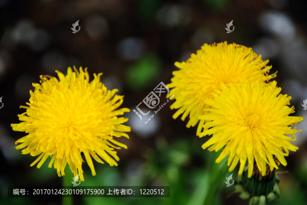 空中的蒲公英