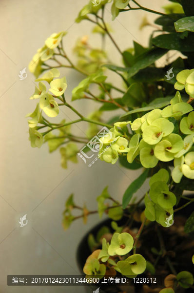 綠色的鐵皮石斛