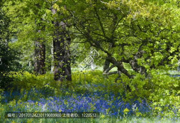 風(fēng)鈴草木