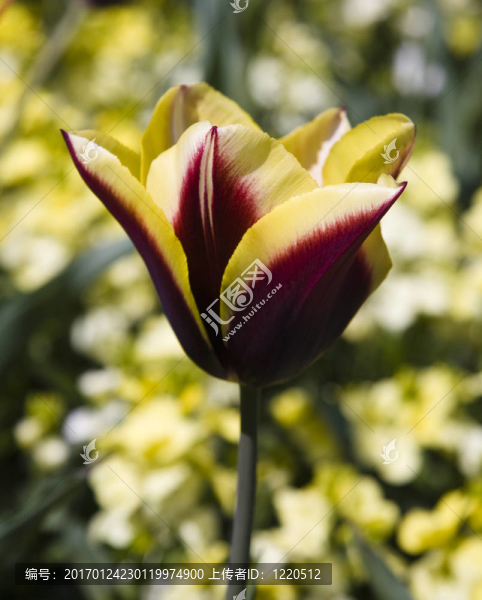 紅色和黃色的郁金香