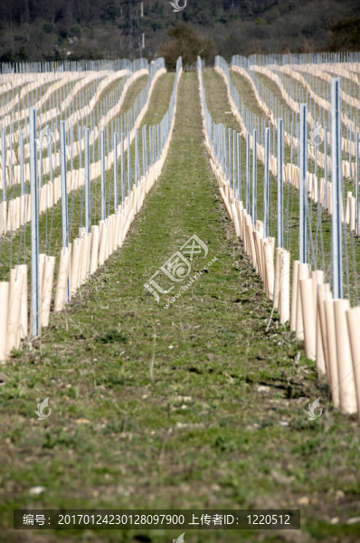 葡萄藤-匯圖網(wǎng) www.fosd68.com 葡萄藤