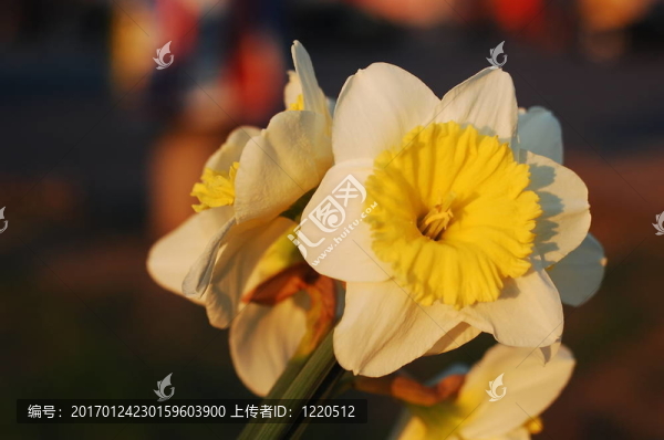 春天的花朵