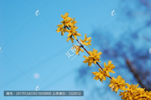 春天的樹(shù)