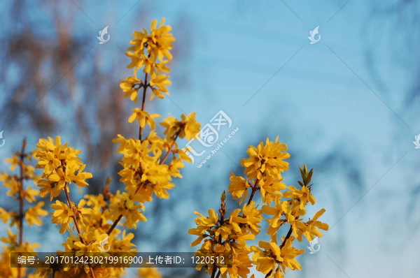 春天的樹(shù)