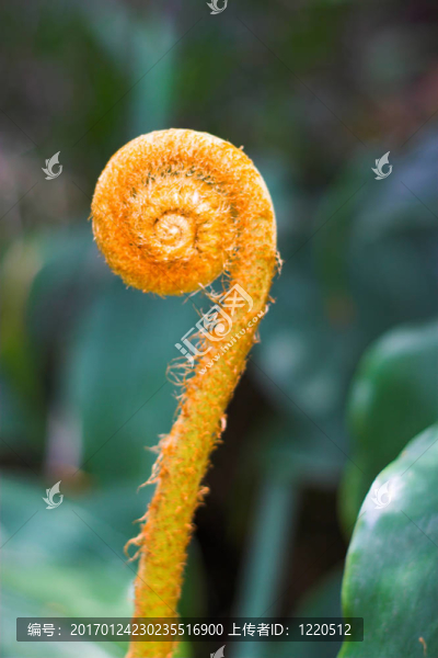 橙色的蕨芽