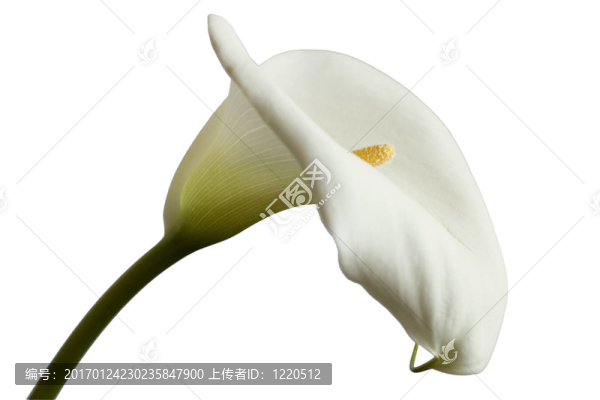 馬蹄蓮
