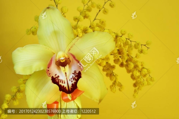 黃色的蘭花-匯圖網(wǎng) www.fosd68.com 黃色的蘭花