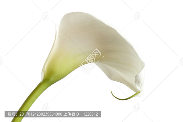 馬蹄蓮