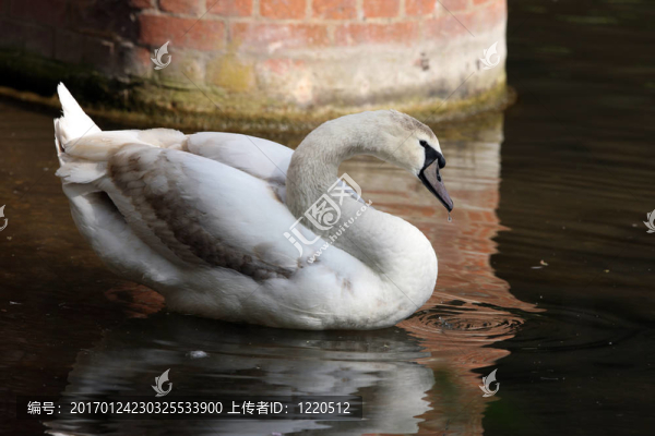 疣鼻天鵝