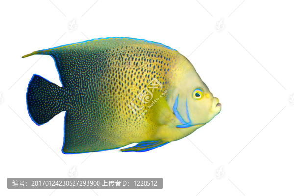 神仙魚在水族箱中分離