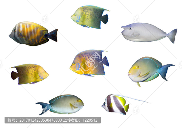 熱帶珊瑚魚的分離-匯圖網(wǎng) www.fosd68.com 熱帶珊瑚魚的分離