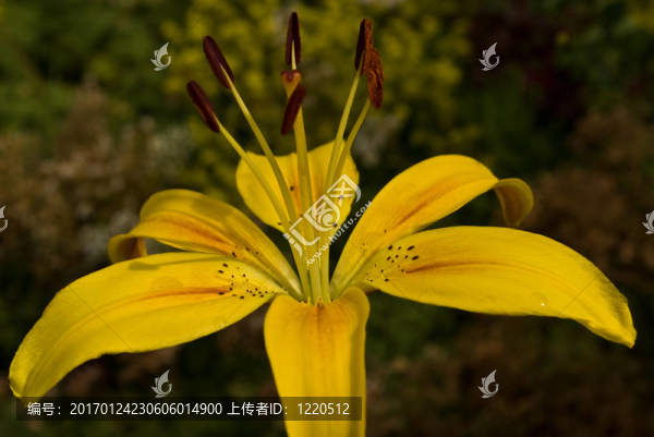 莉莉