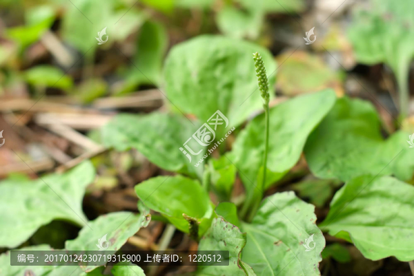 小草