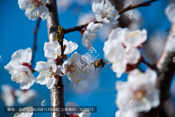 蜜蜂和櫻桃樹
