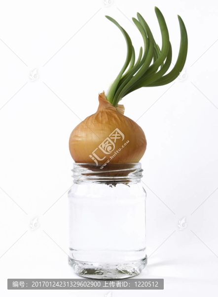 發(fā)芽的洋蔥