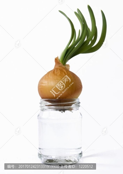 發(fā)芽的洋蔥