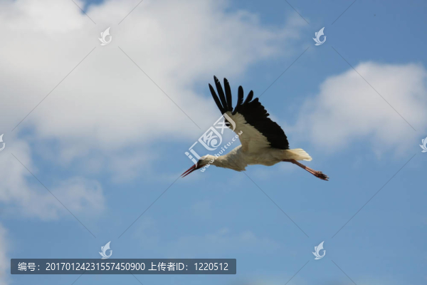 鸛鳥在飛行