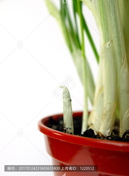 草