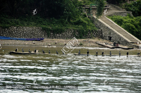 鸕鶿-匯圖網(wǎng) www.fosd68.com 鸕鶿