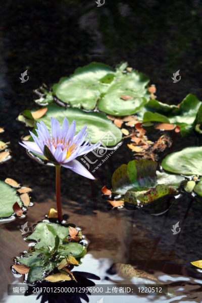 薰衣草水莉莉