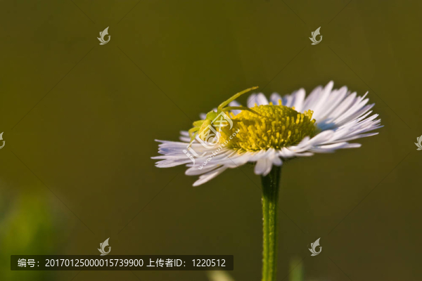 蜘蛛