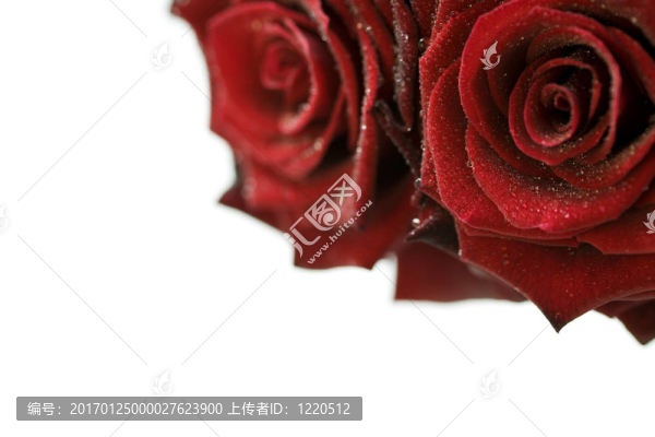 美麗的紅玫瑰與水滴