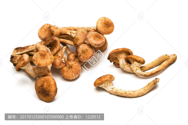 蘑菇